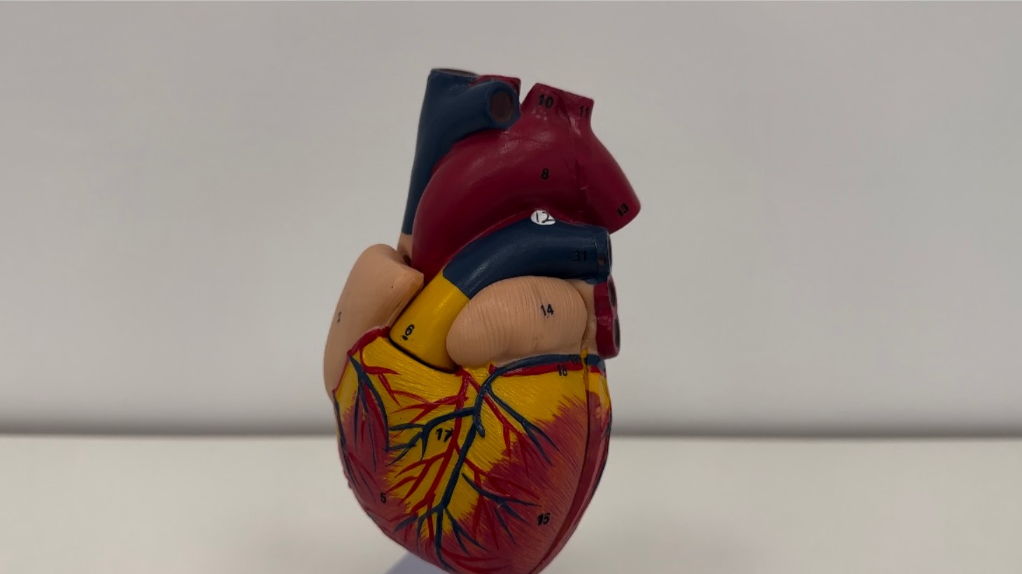 Методика преподавания непрямого массажа сердца в медицинских колледжах