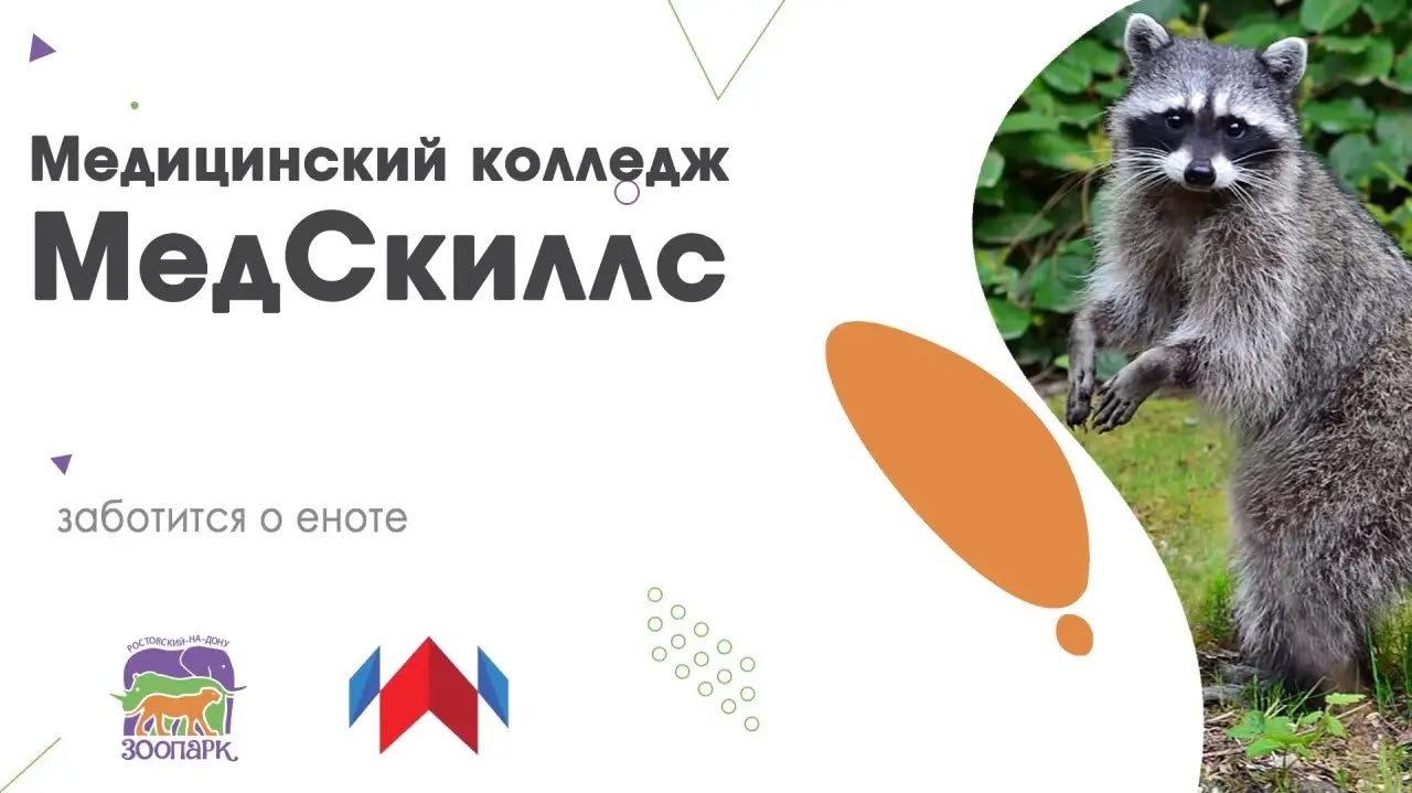 Медицинский колледж «МедСкиллс» взял опекунство над енотом в Ростовском зоопарке